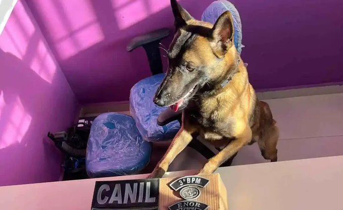 Cão farejador K9 Kaos