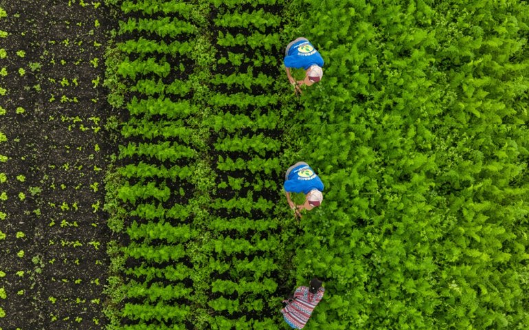 Crise climática afeta produção de hortaliças no Cinturão Verde de SP