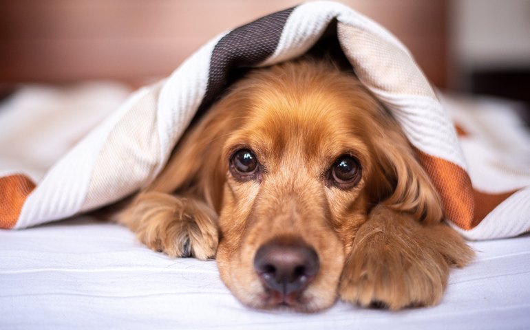 Chuvas de verão podem causar transtornos para os pets