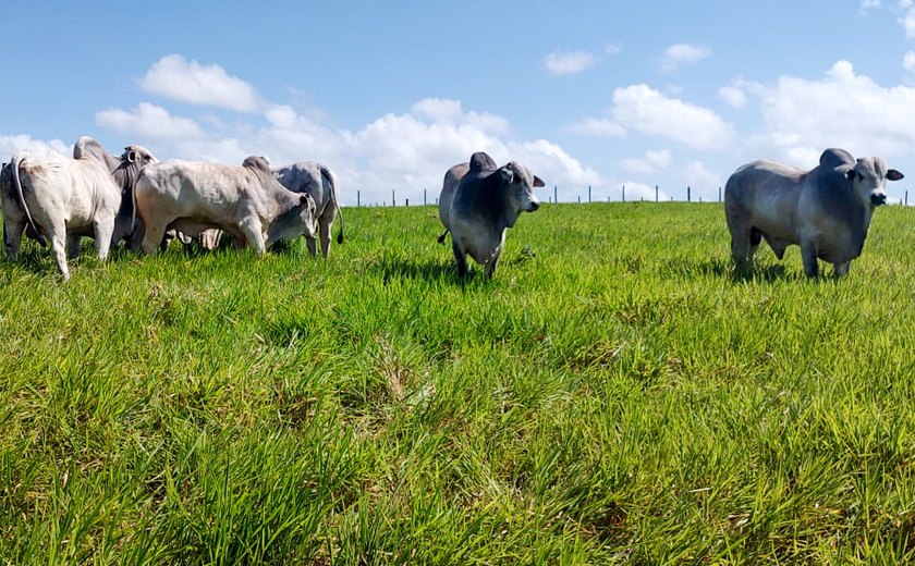 Catálogo com lotes do Leilão Reprodutores Provados já está disponível na Agreste Leilões