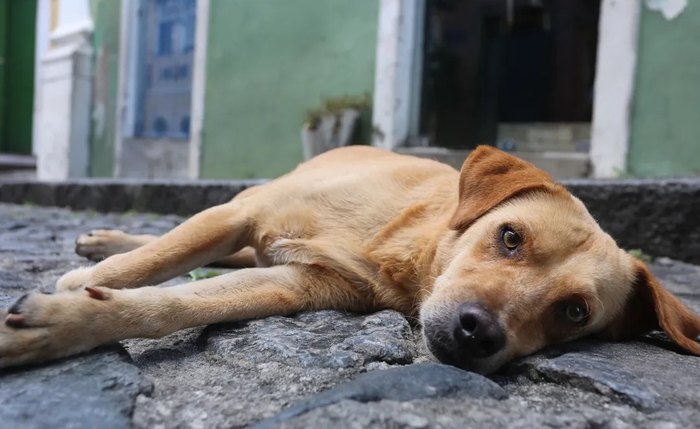 Veterinário é preso por maus-tratos contra animais Veterinário é preso por maus-tratos contra animais