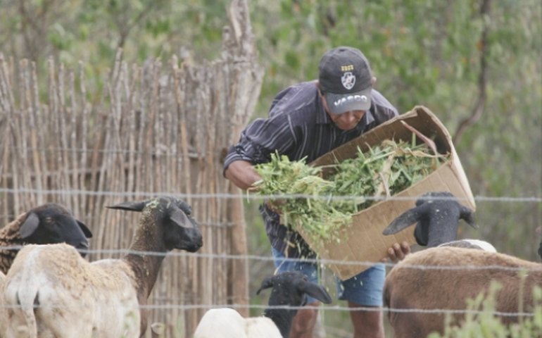 Produtores de Batalha e Traipu buscam recurso para melhorias da produção