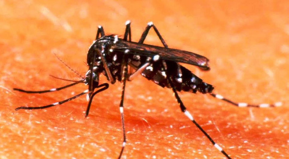 mosquito da dengue
