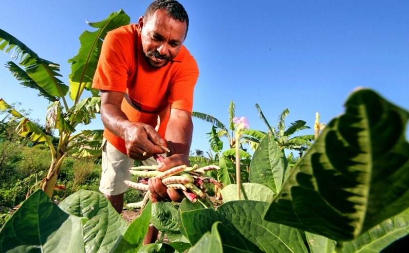 Pequenos produtores e agricultores familiares respondem por 76,8% do crédito rural do BNB em Alagoas