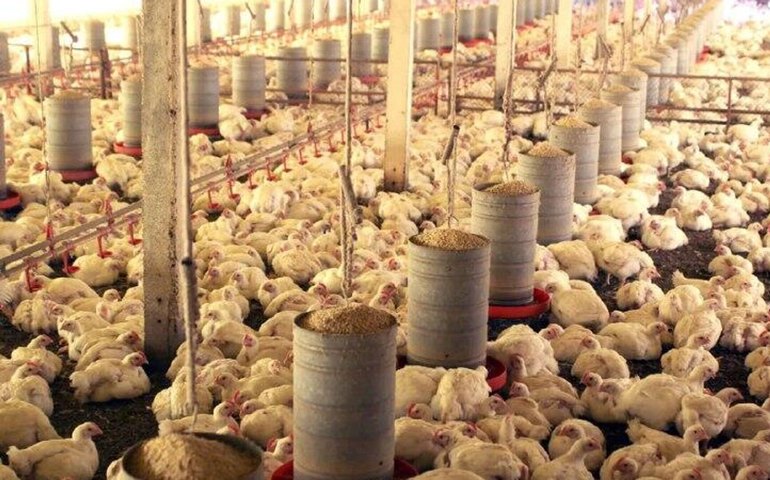 China encerra embargo e libera frango do RS mais de 1 ano após surto sanitário