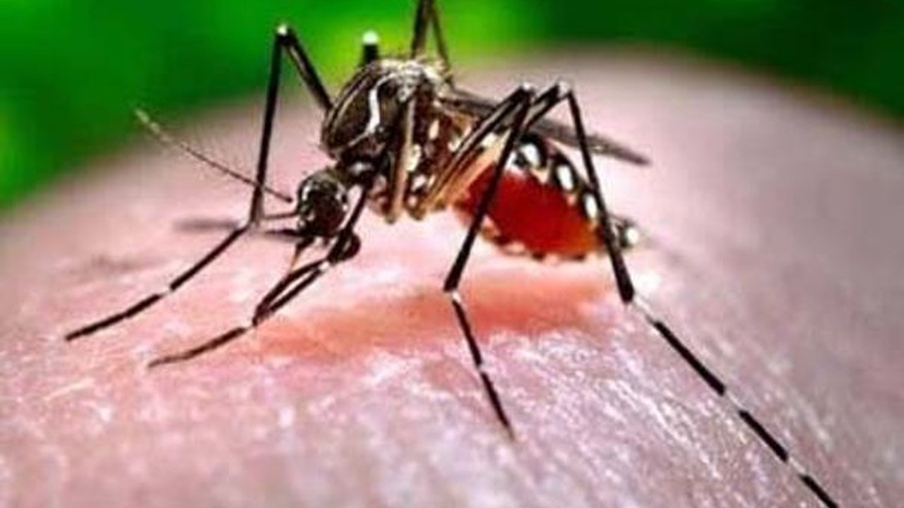 Ministério da Saúde intensifica medidas de controle da febre Chikungunya