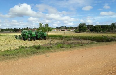Próxima safra de arroz tem projeção de quase 20 mil toneladas