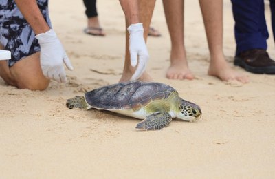 MPAL e MPF participam de soltura de tartaruga marinha em Maceió e reafirmam importância de um Plano de Ação Estadual