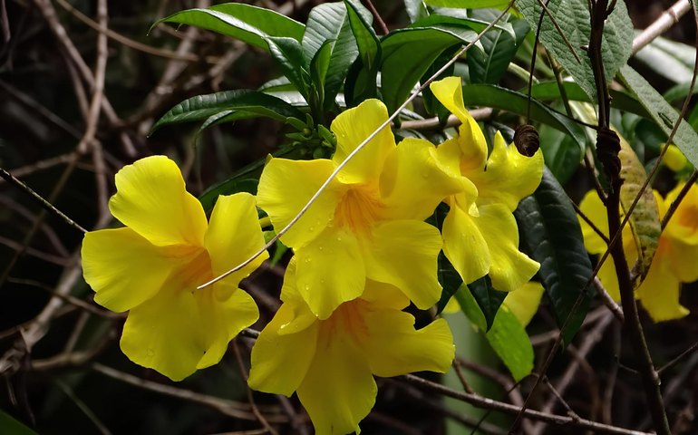 Com marco de 70 mil plantas catalogadas, IMA celebra o Dia do Botânico com programação especial