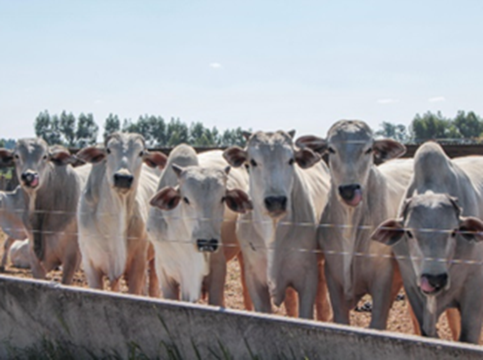 Seca pressiona a pecuária e acelera adoção de sistemas mais resilientes no campo