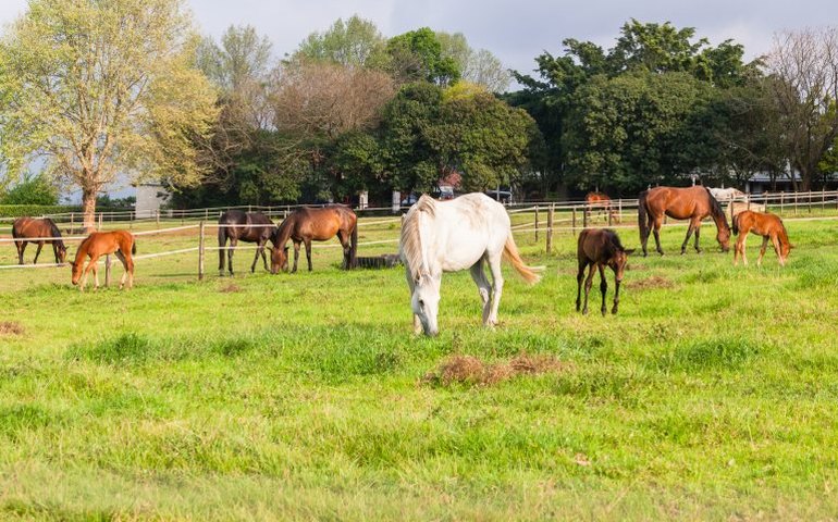 Dia Nacional do Criador de Cavalos será comemorado em 24 de novembro