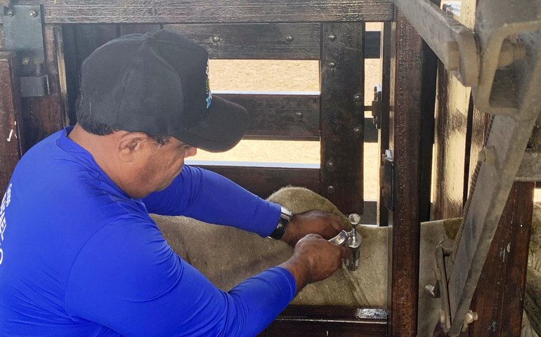 Prazo para criador atualizar os dados cadastrais do rebanho encerra próximo dia 30