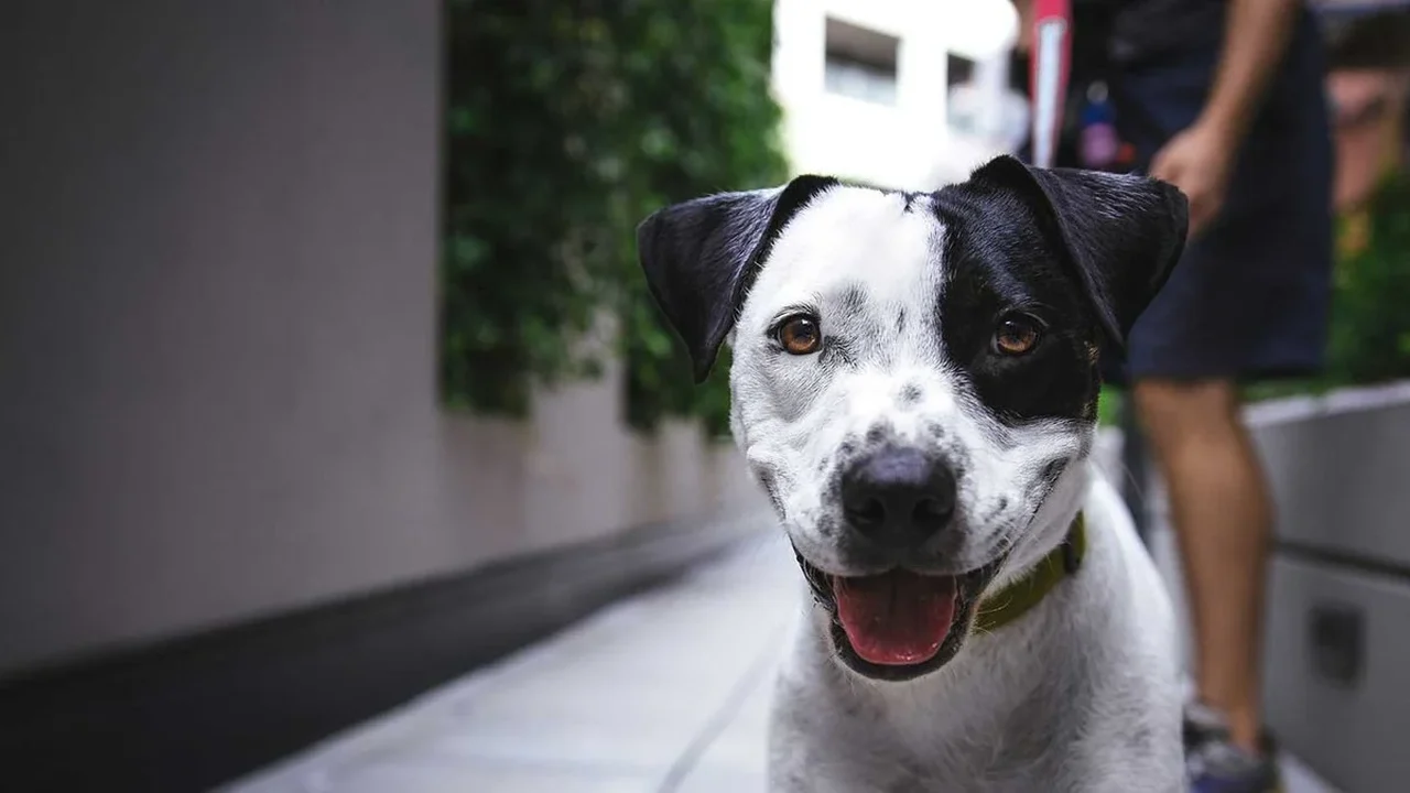Prefeitura de Kosovo propõe bônus de 50 euros por mês para quem adotar cachorros de rua