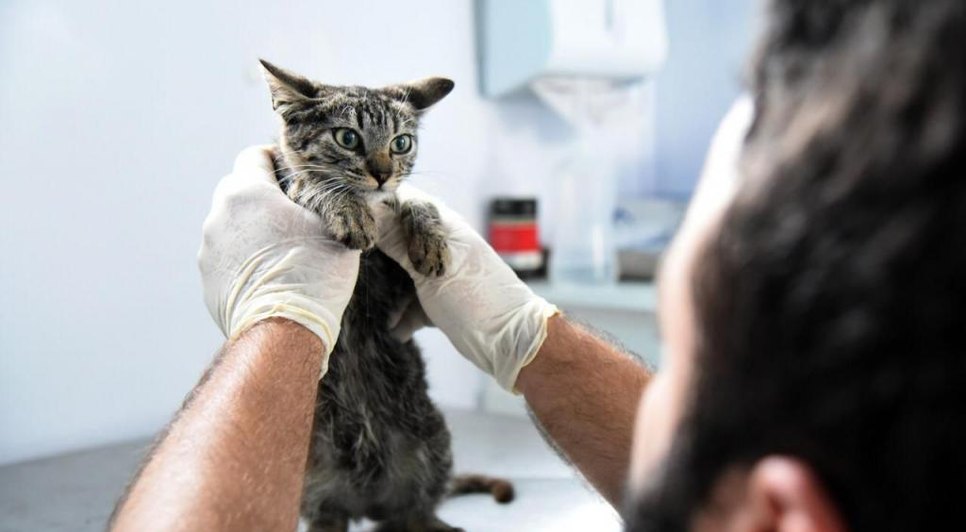 Aracaju oferta testagem, exames e vacinação de animais a partir desta quarta-feira; confira programação / Foto: Foto: Ascom/SMS
