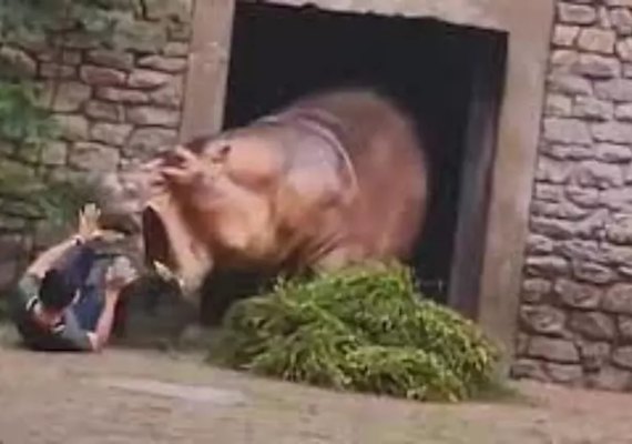 Funcionário de zoológico na China é atacado por hipopótamo após tentar interromper briga