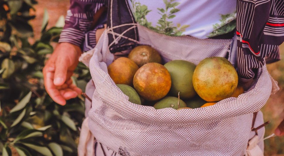 Catadores de laranja recebem benefício durante entressafra em Sergipe; saiba como retirar cartão