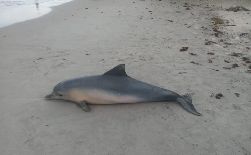 Golfinho fica encalhado e morre na praia de Paripueira