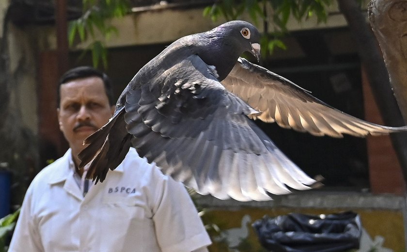 Pombo suspeito de espionagem é liberado após 8 meses preso na Índia