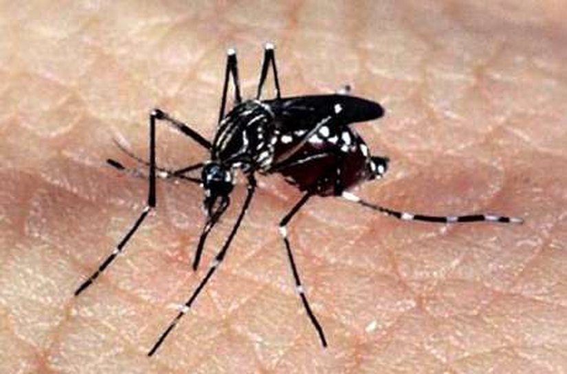 CCZ reforça combate à dengue e a outras doenças