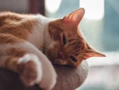 O silêncio dos gatos pode esconder sinais de dor e doenças - Pexels (1).jpg 