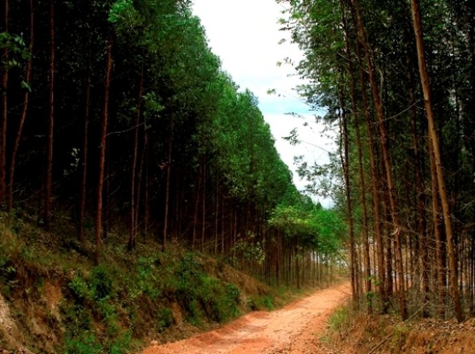 BNDES libera mais de R$ 25 milhões para implantação da Duratex