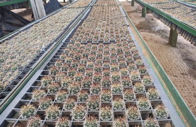 AXIA Energia doa 132 mil mudas para a recuperação da Caatinga no Nordeste em 2025