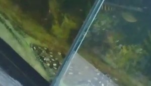PEIXES / Foto: Foto: SSP