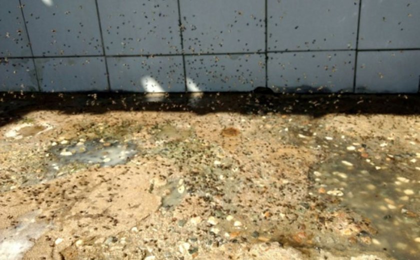 FPI do São Francisco apreende 830 kg de queijo e interdita fábrica de cerâmica