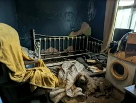 RSPCA responde após foto de 250 cães em uma propriedade gerar acusações de inteligência artificial