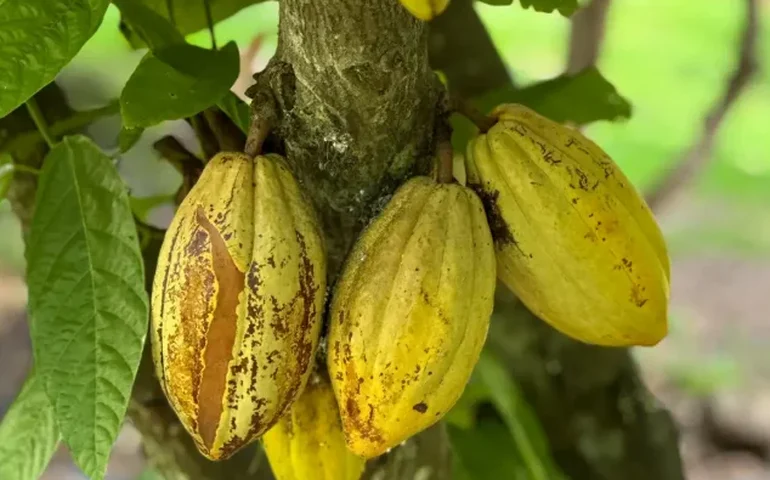 Agora é lei: Ilhéus é Capital Nacional da Rota do Cacau e do Chocolate