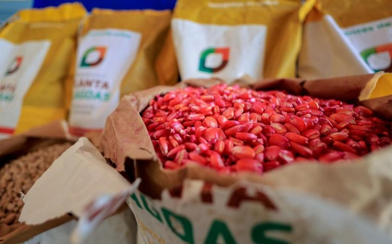 Planta Alagoas distribui 400 toneladas de sementes de milho em 2025 e beneficia 45 mil agricultores familiares