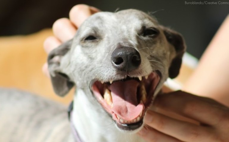 Prefeitura de Delmiro Gouveia inicia a castração de animais em situação de rua, neste sábado (26)