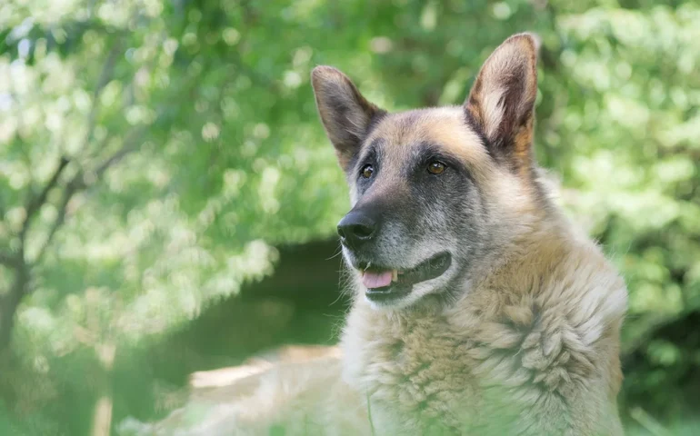 Envelhecimento canino exige novas práticas de cuidado