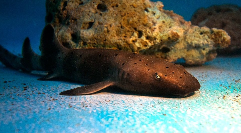 Primeiro filhote de tubarão-lixa nasce em oceanário de Sergipe