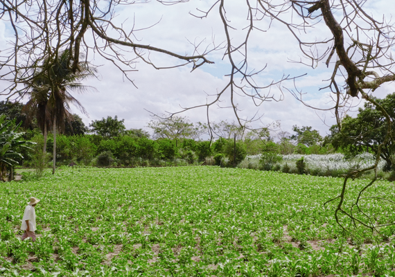 Novo pagamento do Garantia-Safra beneficia mais de 1.500 agricultores familiares de Alagoas