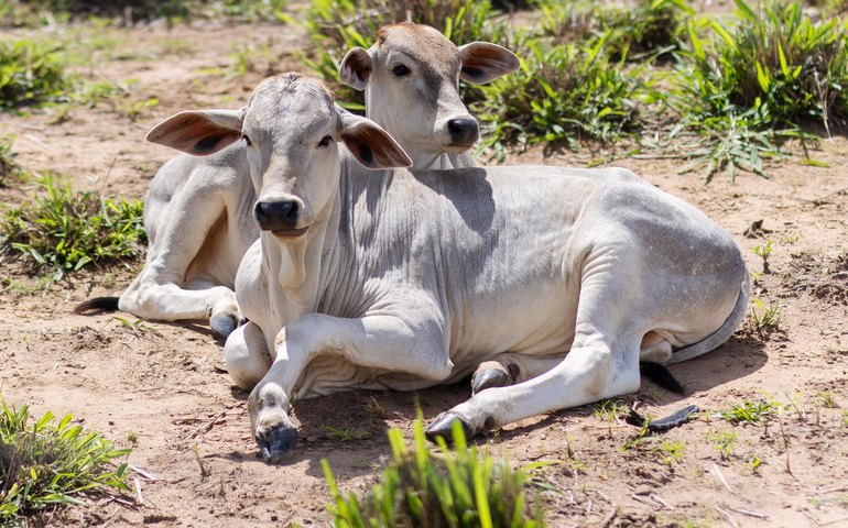 Estimativa do PIB de Alagoas para 2024 é a melhor do Nordeste e a 3ª maior do país