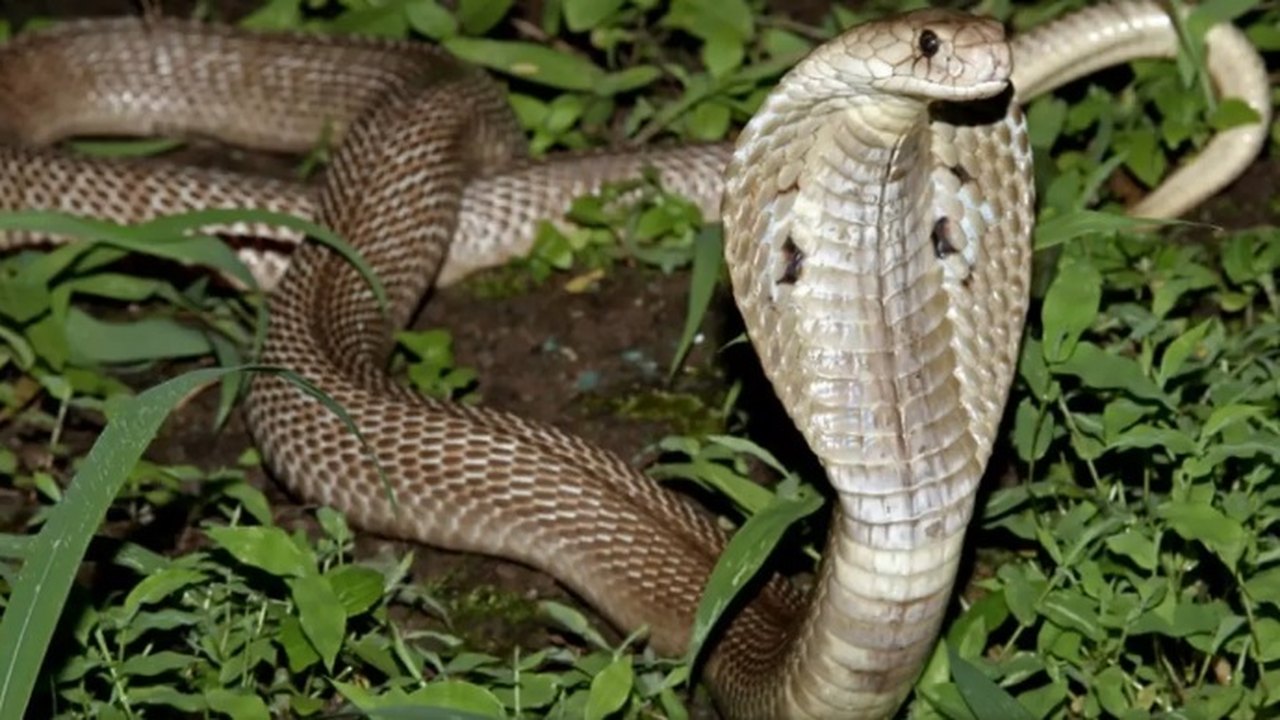 Na Índia, homem mata cobra a mordidas após ser atacado por ela