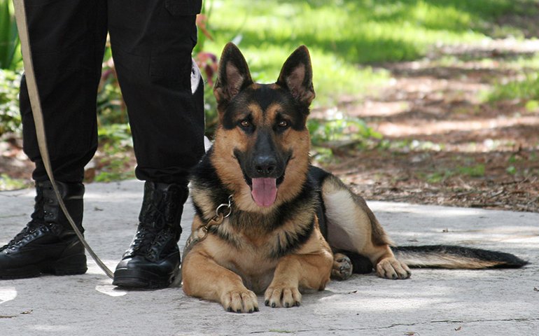 Homem de 75 anos desaparecido há 4 dias é encontrado vivo em pântano por cão policial