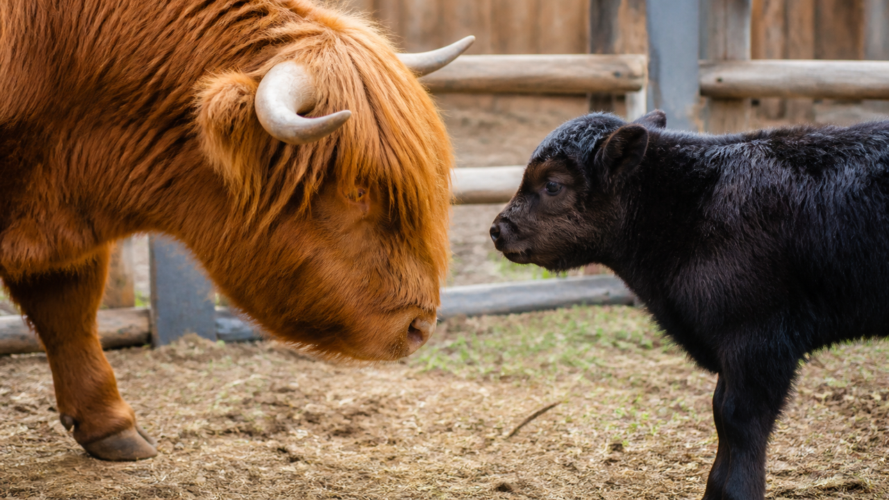 Vaca Highland conhece novo companheiro no Zoológico Infantil de Moscou