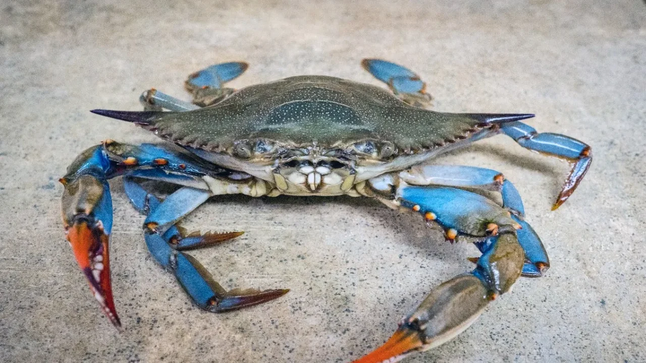 'Invasão' de caranguejos azuis ameaça ecossistemas no norte da Itália