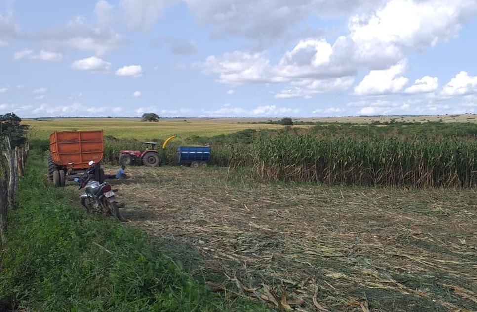 Produção de milho / Foto: Agência Sergipe