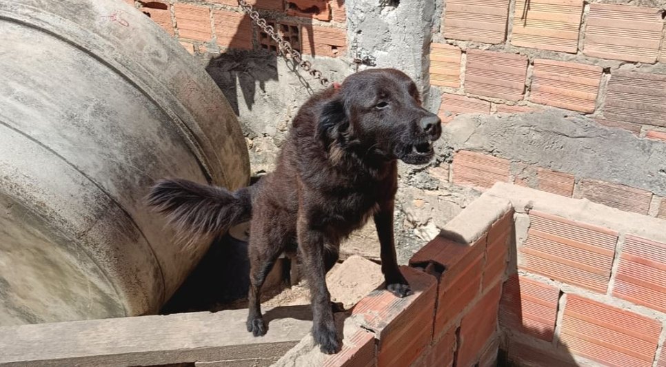 resgate-cachorro-sm