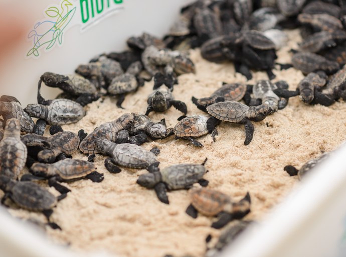 Prefeitura de Coruripe realiza soltura de 132 tartarugas marinhas na Lagoa do Pau