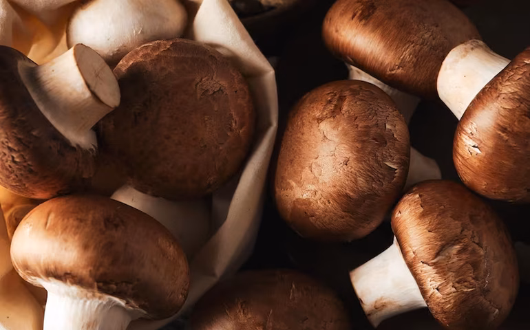 Rio pode ter primeiro centro cultural do mundo dedicado a cogumelos. Veja projeto