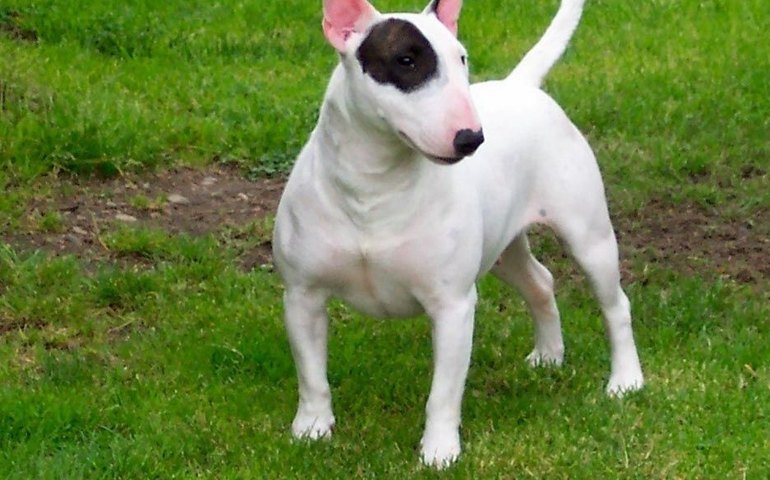 Cão da raça bull terrier é eleito 'pet do ano' na Inglaterra por ajudar em ansiedade