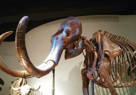 Molar de mamute lanoso é desenterrado no centro de uma cidade na Rússia (FOTOS)