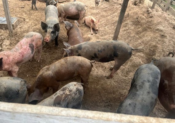 Risco à saúde, pocilgas clandestinas são notificadas por fiscais da Vigilância Sanitária