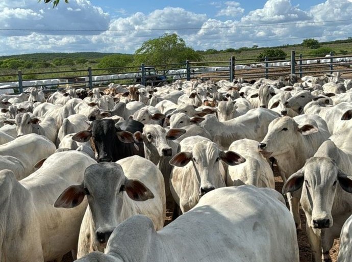 Setor rural alagoano movimenta cerca de R$ 1 bilhão com BNB em 2025