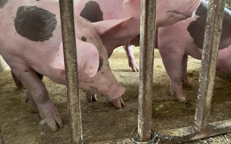 Alagoas já vacinou mais de 17 mil animais contra a Peste Suína Clássica