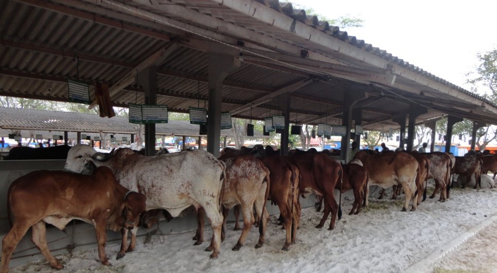 feira agropecuária